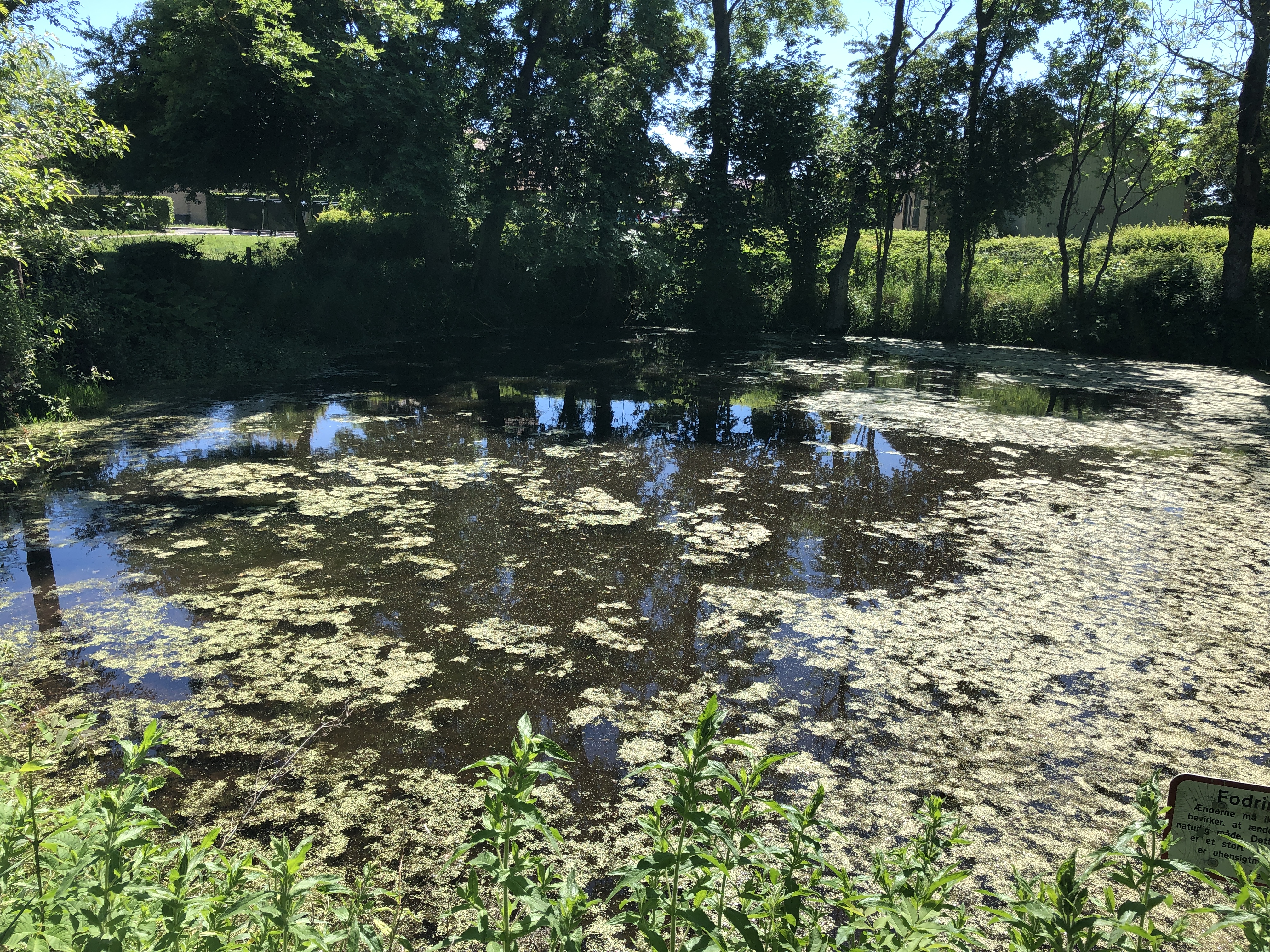 Kerteminde 15.06.2020