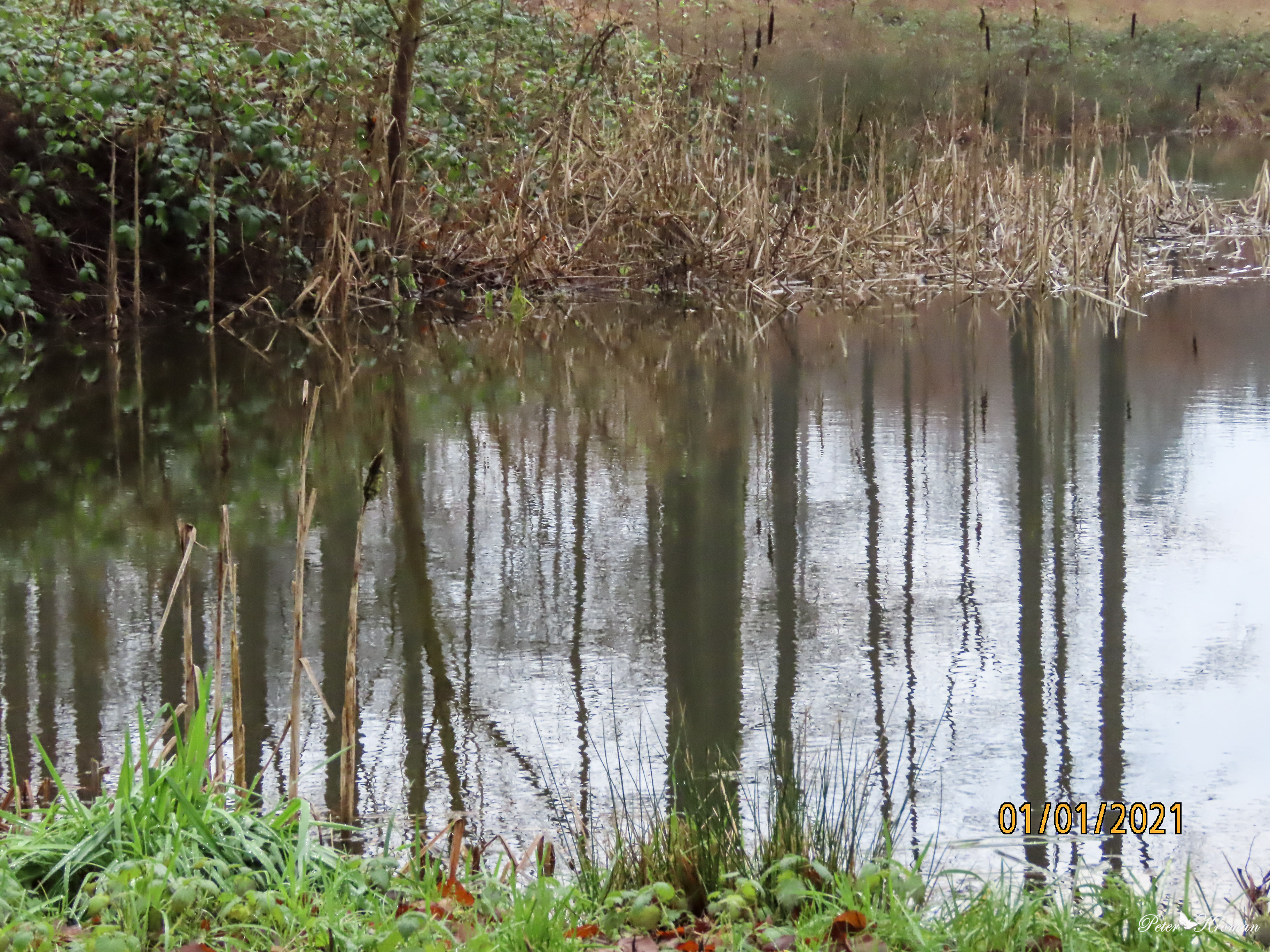 My Image