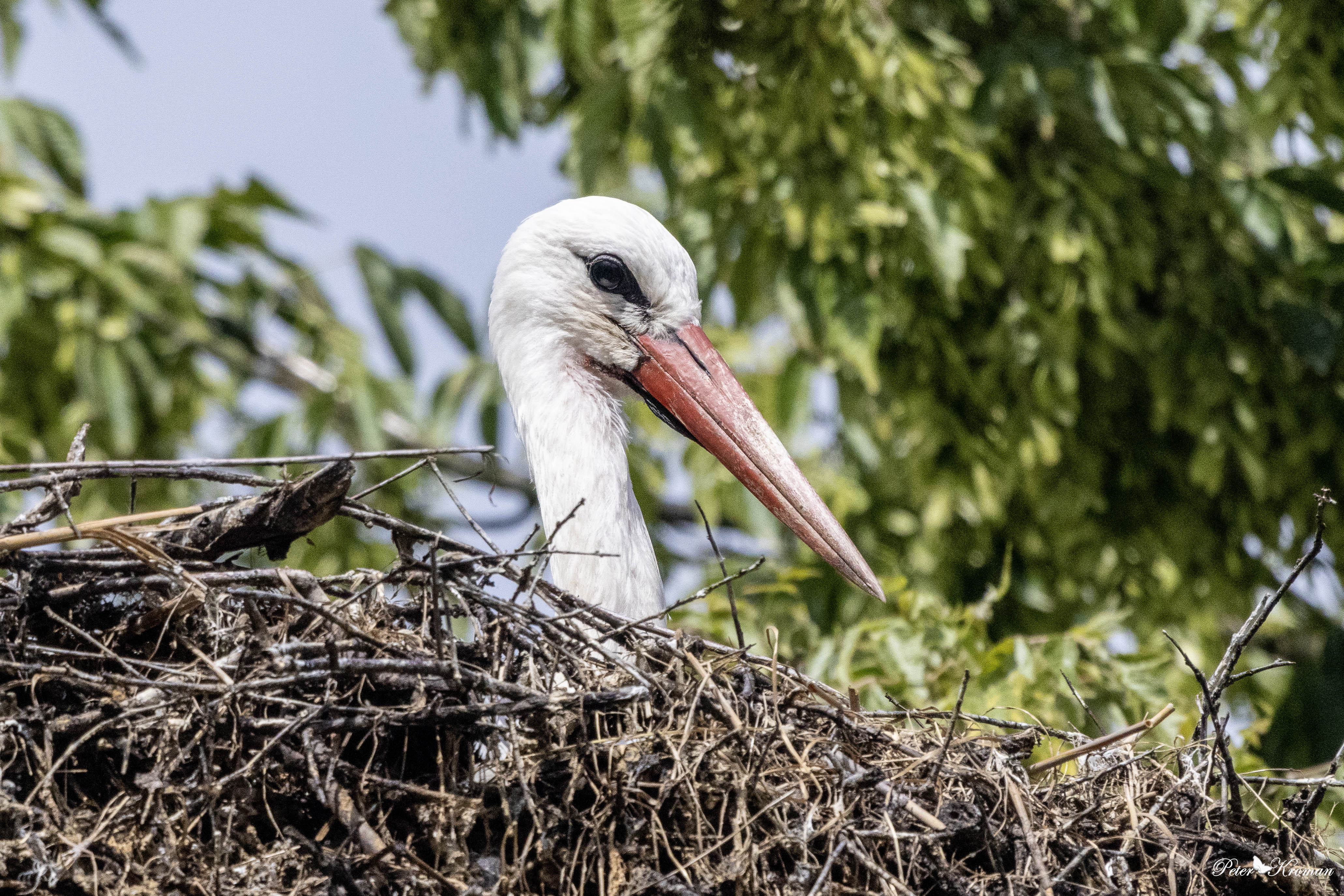 RW titel kopieres ind her