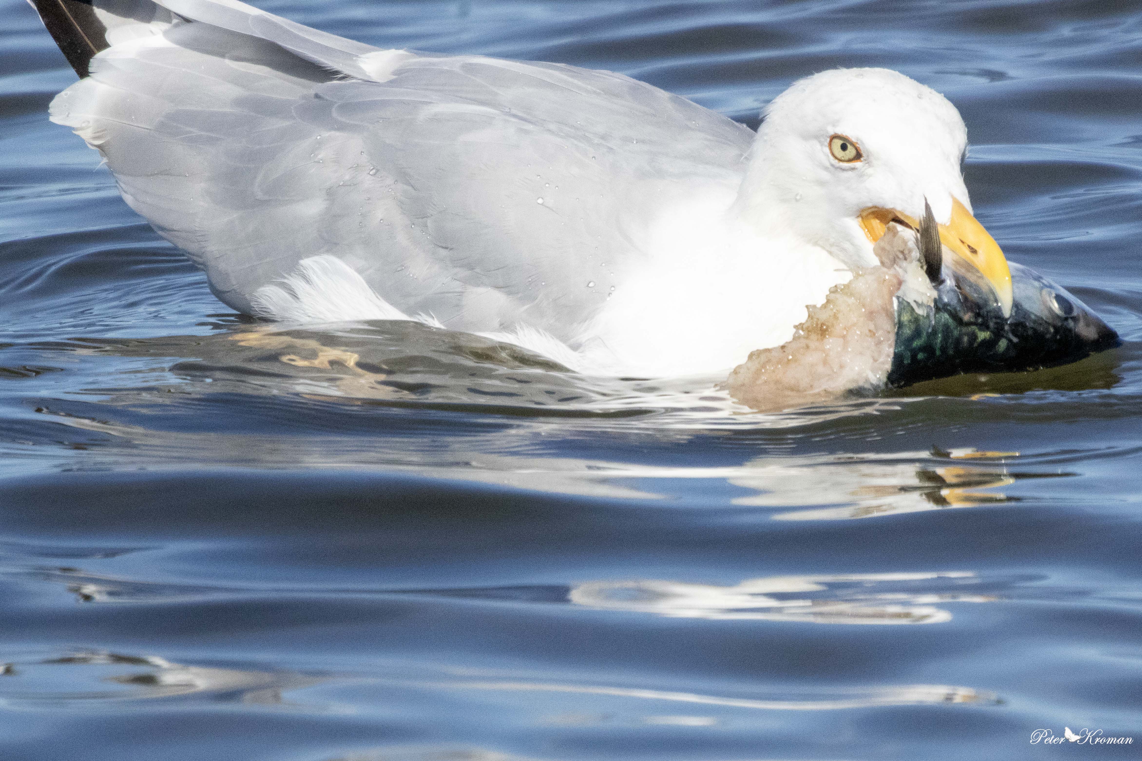 RW titel kopieres ind her